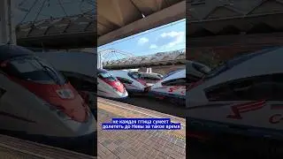 Не каждая птица долетит до Невы за 2 часа 15 минут! #russia #railway #dmitryrogachev
