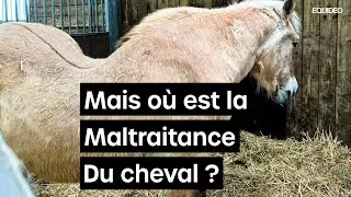 Mais où est la maltraitance du cheval  ?