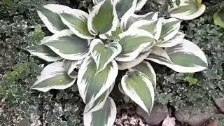 Вечерняя клумба . Прогулка.