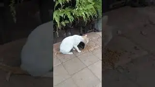 Adorable kittens and Mother Cat in Streets