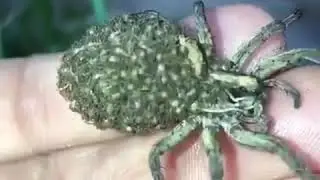 Паук-волк