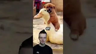 Милая история Щенка 