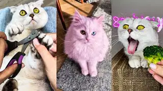 BEST CAT FROM TIKTOK COMPILATION 😻