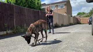 Kobi Novice Trick Dog