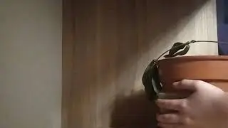 быстрое обустраивонье оголка в стиле гоблинкор// гоблинкор // гоблин кор