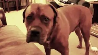 Dogs funny video youtube