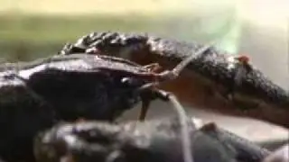 RILLO DE GALLO REPOBLA RÍOS DE TODA ESPAÑA