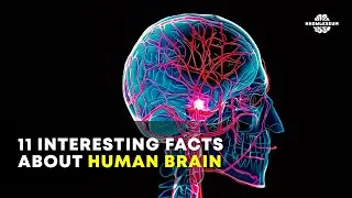 11 Interesting Facts About Human Brain | How Our Brain Works | Human Body Unknown Knowledge Facts