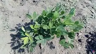 Арахис на участке