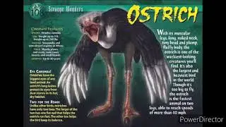 ostrich sound effects