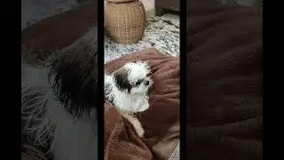 🛀🛀🛀🫧🫧🛁 #dog #doglover #love #funny #dogs #shortvideo #purelove #doglove #dogshorts