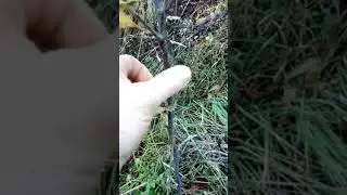 Рябина Шведская