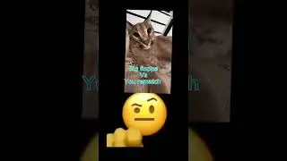 If floppa vs you rematch