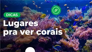 Lugares pra ver corais | Dicas de viagem