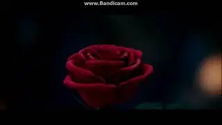 Faster Opening To Moana 2017 DVD
