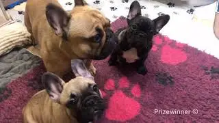 Французики. Любимые личики