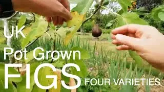 UK pot Grown Figs 4 Varieties 
