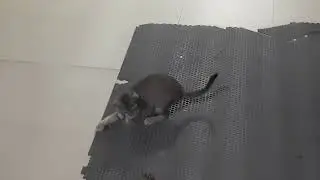 Funny Cat!!