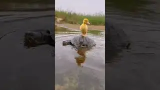 Animals Video