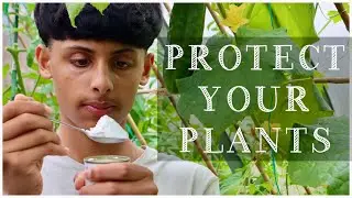 USE THIS HOUSEHOLD PRODUCT FOR PEST AND FUNGUS | ORGANIC GARDENING