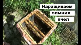 Создание зимней генерации пчёл