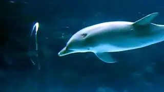 Дельфины играют с серебряным кольцом