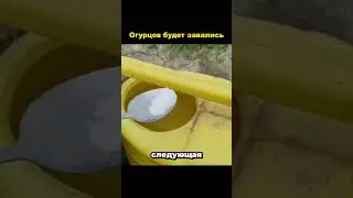 ОГУРЦОВ БУДЕТ ТАК МНОГО🥒 #рекомендации #дача #советы #огород #сад #урожай #огурцы #shorts #рассада