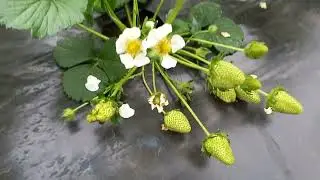 strawberry albion hope for (million)!!!