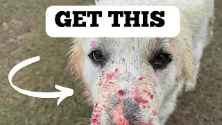 Puppy Training Secrets for Livestock Owners