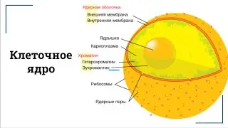 Клеточное ядро