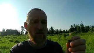 Посадка жимолости.