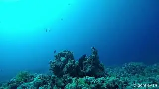 Scuba Diving Red Sea 2019 (Paralenz Dive Camera+)