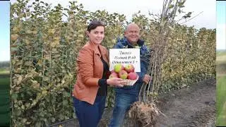 Посадочный материал в ООО «Агрофирме «СадМашСервис»