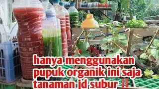 Cara aplikasi pupuk organik PSB fotosintetis ditaman pekarangan rumah ‼️ 