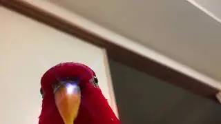 Red Bird but cute