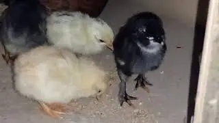 SISIW AT INAHING MANOK | 1 DAY OLD