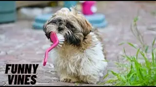 Funny Animal videos 2023 😂🐱😍 - So Cute Funniest Animals.