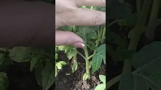 СТВОЛЫ РАССАДЫ С ПАЛЕЦ Не верьте ЧТО говорят в интернете