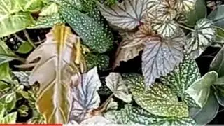 Видео-объявление. Выставка в Галактике! Собираюсь. А вы?