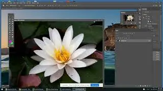 Waterlily Reflection Demo in Photoshop