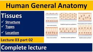 What are Tissue |Tissue of human body | Human Anatomy Lectures |  Tissues In Urdu | BSN Lectures