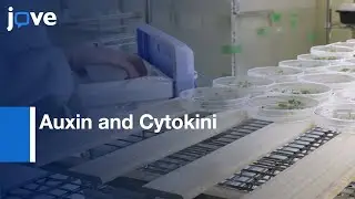 Auxin and Cytokinin Quantification during Culture of Ipecac | Protocol Preview