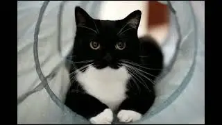 uni the cat edit