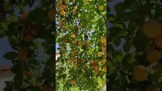 Razdelija