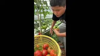 Có vườn thích thật. Ra vườn hái cà chua