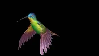BIRD REAL ANIMATION