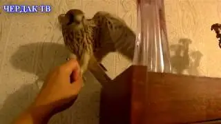 Сокол - недотрога