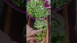 Не выбрасываю нестандартные огурцы!Закрываю на зиму для салатов и винегретов!