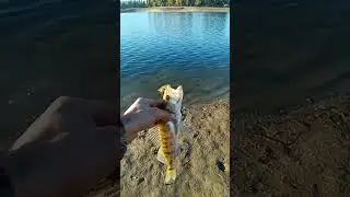 Судак