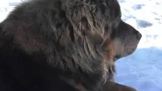Тибетский мастиф Норман